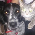 Pet Friendly Lodging.  Willy and Chewy, long time residents.